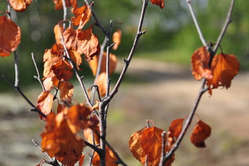 Branch of birch with dry brown leaves on the background with green. Early autumn