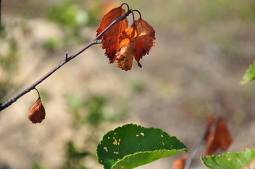 Branch of birch with dry brown leaves on the background with green. Early autumn