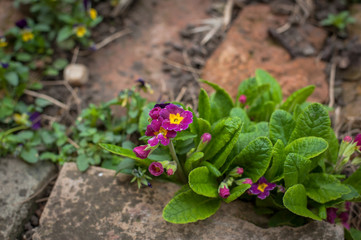 Beautiful fresh green plants in the garden