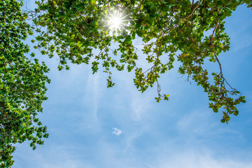 Koh-Samui thailand,nice tropical beach thailand,Tropical sea and blue sky 