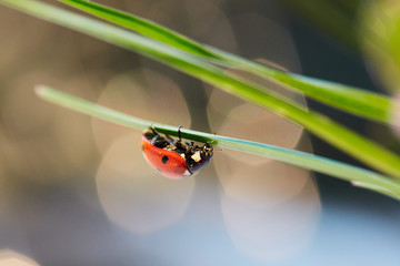 Ladybug in the green leaf.