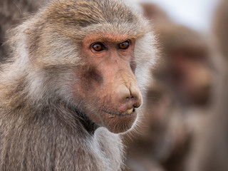 Baboons up in the Al Souda Mountains in the Abha region, Saudi Arabia