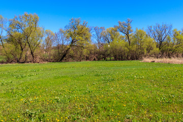 Spring landscape with green meadow and trees