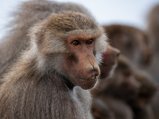 Baboons up in the Al Souda Mountains in the Abha region, Saudi Arabia