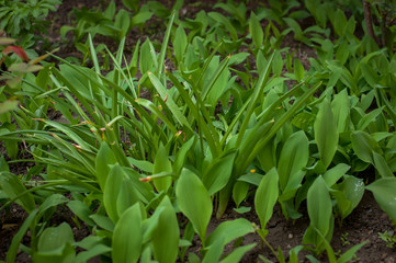 Beautiful fresh green plants in the garden