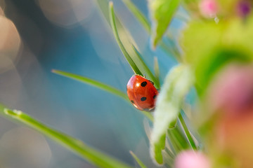 Ladybug in the green leaf.