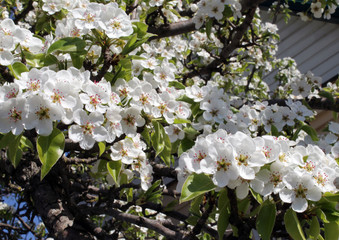 pink cherry blossom flower in spring time over blue sky.