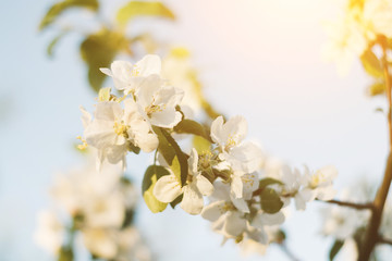 Spring time apple tree blossom background with sun. Beautiful nature scene with blooming apple tree and sun flare. Sunny spring wallpaper