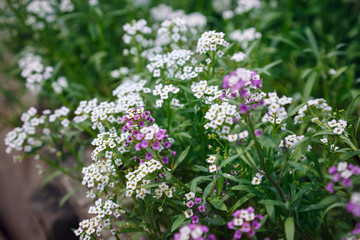 Obraz premium blooming in the flower bed