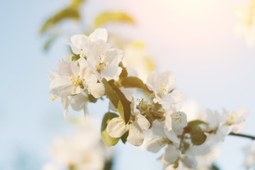 Spring time apple tree blossom background with sun. Beautiful nature scene with blooming apple tree and sun flare. Sunny spring wallpaper