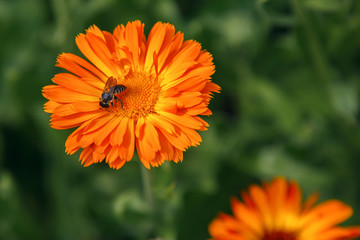 Bee collects nectar on an orange calendula