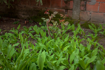 Beautiful fresh green plants in the garden