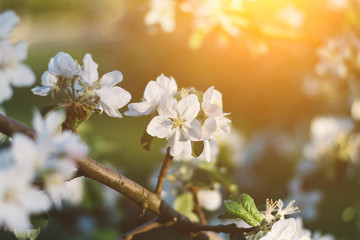 Spring time apple tree blossom background with sun. Beautiful nature scene with blooming apple tree and sun flare. Sunny spring wallpaper