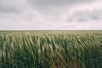 Campo de trigo em Sagres