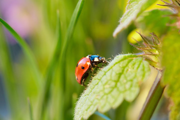 Ladybug in the green leaf.