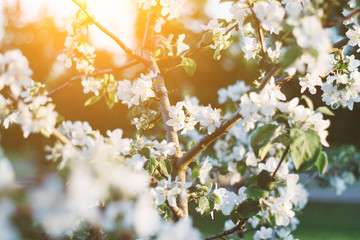 Spring time apple tree blossom background with sun. Beautiful nature scene with blooming apple tree and sun flare. Sunny spring wallpaper
