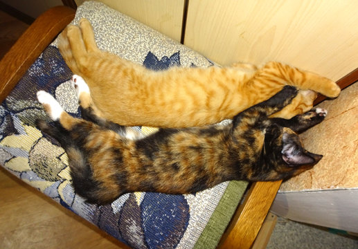 Котята спят