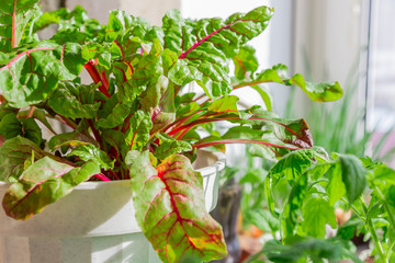 Growing plants. Vegetarian food, raw foods, diet. Chard leaves growing in a pot on the windowsill...