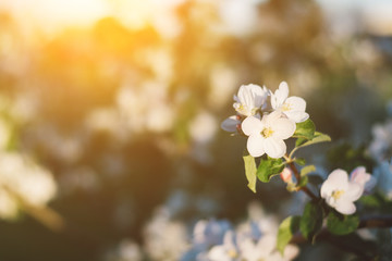 Spring time apple tree blossom background with sun. Beautiful nature scene with blooming apple tree and sun flare. Sunny spring wallpaper
