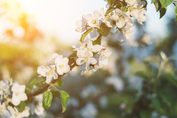 Spring time apple tree blossom background with sun. Beautiful nature scene with blooming apple tree and sun flare. Sunny spring wallpaper