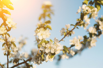 Spring time apple tree blossom background with sun. Beautiful nature scene with blooming apple tree and sun flare. Sunny spring wallpaper
