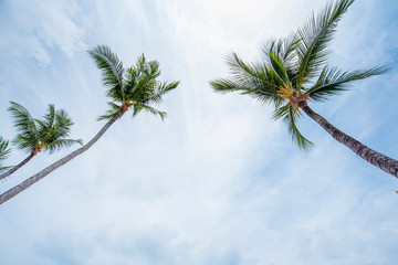 tropical coconut tree with sky,summer concept