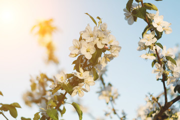 Spring time apple tree blossom background with sun. Beautiful nature scene with blooming apple tree and sun flare. Sunny spring wallpaper