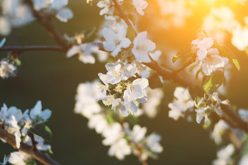 Spring time apple tree blossom background with sun. Beautiful nature scene with blooming apple tree and sun flare. Sunny spring wallpaper