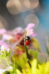 Ladybug in the green leaf.