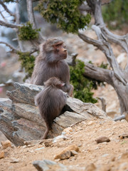 Baboons up in the Al Souda Mountains in the Abha region, Saudi Arabia