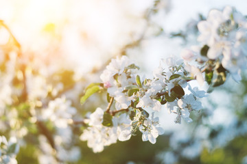 Spring time apple tree blossom background with sun. Beautiful nature scene with blooming apple tree and sun flare. Sunny spring wallpaper