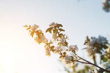 Spring time apple tree blossom background with sun. Beautiful nature scene with blooming apple tree and sun flare. Sunny spring wallpaper