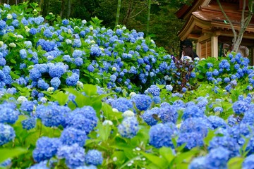 雲昌寺（あじさい寺）秋田県男鹿市
