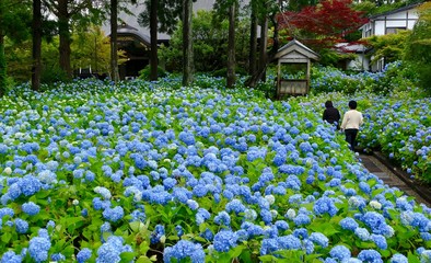 雲昌寺（あじさい寺）秋田県男鹿市