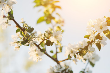 Spring time apple tree blossom background with sun. Beautiful nature scene with blooming apple tree and sun flare. Sunny spring wallpaper