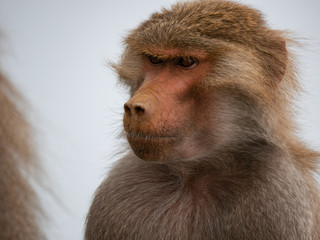 Baboons up in the Al Souda Mountains in the Abha region, Saudi Arabia