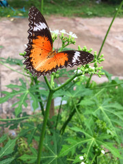 butterfly is fluttering by chaya leaf
