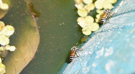 The bee climbing on the blue wall to drink water in the summer