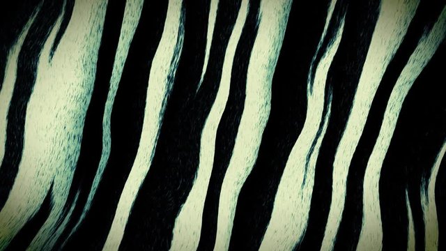 zebra skin texture000300