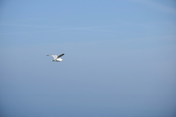 Goéland en vol au dessus de l'océan atlantique à la recherche de poissons