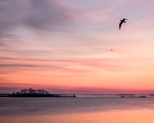Fototapeta na wymiar maine sunrise with gulls over the ocean