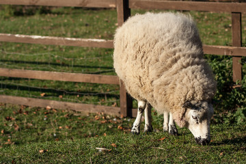 sheep grazing a grass on in a farm