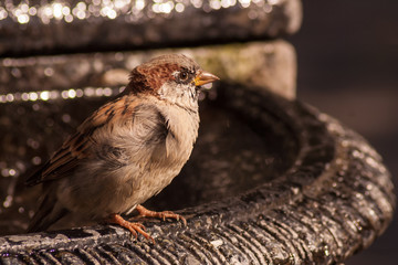 a sparrow drinking a water
