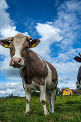 a cow on a blue background