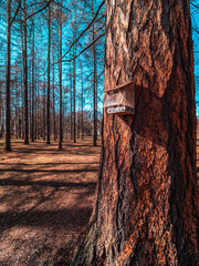 House bird feeder in the park on a big tall tree