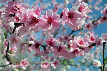 Fototapeta na wymiar pink cherry blossom flower in spring time over blue sky.