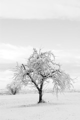 lone tree in snow black and white