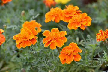 yellow flowers in the garden
