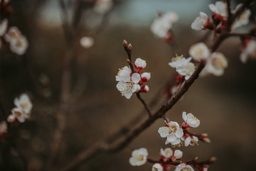 Spring twig flowering fruit tree on a dark background. Close up toned photo of blossom