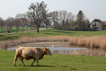Kühe auf der Weide